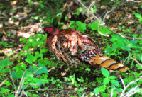 ���}�h��