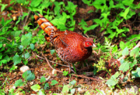 ���}�h��