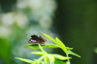 ダイミョウセセリ