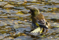 水浴びするカワラヒワ