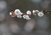 ~ɍ炢