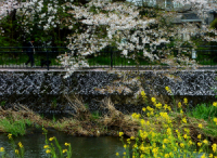 桜